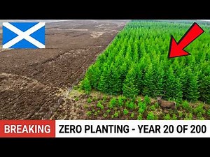 Scotland Removed 96% of the Deer — What the Forest Did Next Was Insane