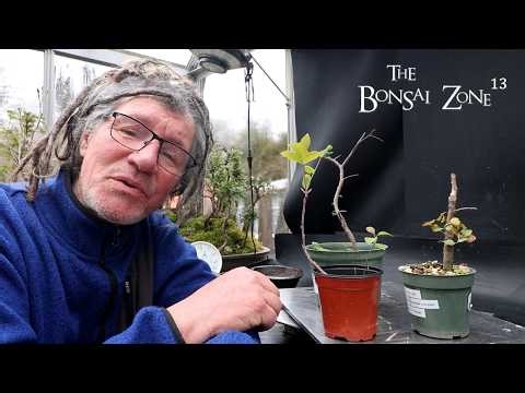 Repotting My Hackberry, Tulip and Cork Bark Oak Trees, The Bonsai Zone, Mar 2026