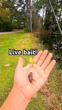Fishing with whatever I catch! #FishingChallenge #kalkal #Trending #LiveBait ￼