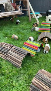 Just finished health checking, nail trims and Ivermectin of the entire herd! Yup… I’m shattered lol 😆 Now time to chop some veggies 🌽 🍅 🥕 🍏 🍎 🍊 🍌 | Masons' Cavies