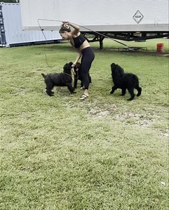 3.7K views · 282 reactions | Partnerships save lives. We were offered 4 giant schnauzer pups but did not have room. A few phone calls later and HT-Z Giant Schnauzer Rescue volunteers from Florida drove most of the night to give us a hand. Thanks y’all! | Carolina Poodle Rescue | Facebook