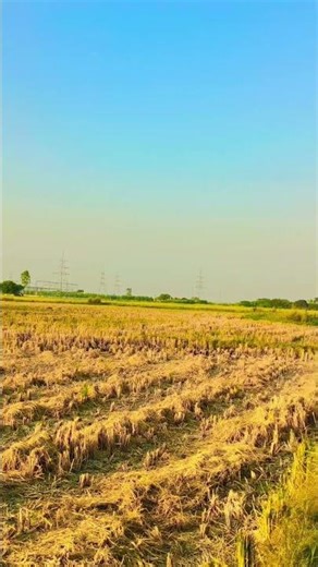 Brijesh Shastri Dehati #gaon #dehati #vilogpigeon