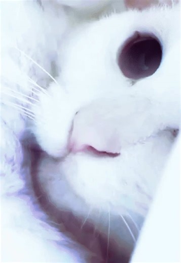 tim hecker my beloved #cats #fyp #real #ambient #catcore