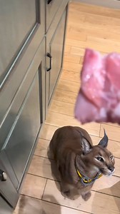 4.8K views · 19 reactions | Pumba floppa eat food #pet #pumba #petlovers #animallover #animals | pumba floppa | Facebook