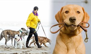 Coronavirus: Dog masks advertised to residents in China