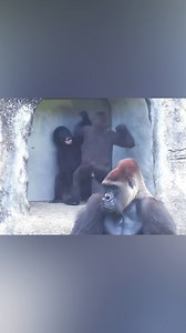 201K views · 6.4K reactions | Giggles with Gorillas: Funny Moments Caught on Camera殺轢殺 #gorilla #viralreelsシ #babygorilla #bestmoments #family #funny | Gorilla Channel | Facebook