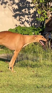 The foundation of a future legacy. 🏛️🧬 Focusing on the preservation of a superior bloodline. A moment that ensures the continuation of excellence, strength, and the true spirit of the breed. Respecting the natural process behind the next generation of champions. 💎✨ Building the future, one generation at a time. 🎖️🐾 #Greyhound #GreyhoundBreeding #ProfessionalBreeding #Legacy #FutureChampions #Bloodline #EliteAthletics | Pro Hounds World