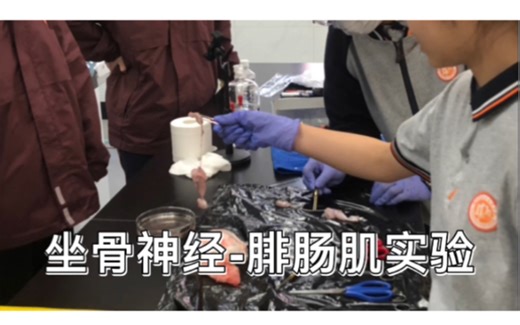 小老师xxw之蛙坐骨神经-腓肠肌实验