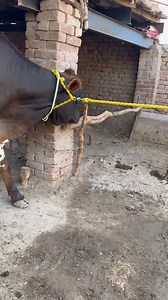 Big Beautiful Cow For Sell #dairycows #milkcows #beautifulcows #cowsforsell | cow tv