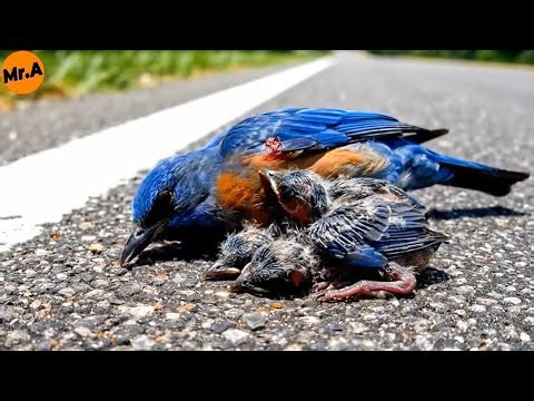 Rescuing an Eastern Bluebird and Her Chick After a Traffic Collision | Animal Rescue