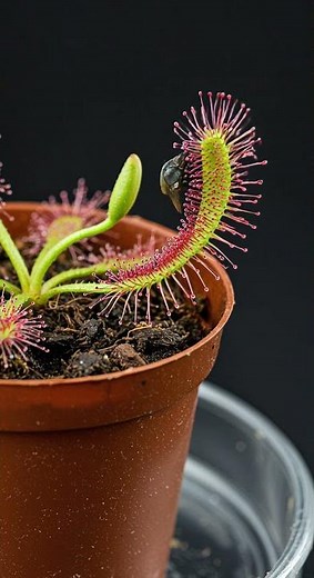 Sundew vs Fly: Nature’s Sticky Trap in Action! 🪰🌿 #timelapse #nature #plantgrowth #garden