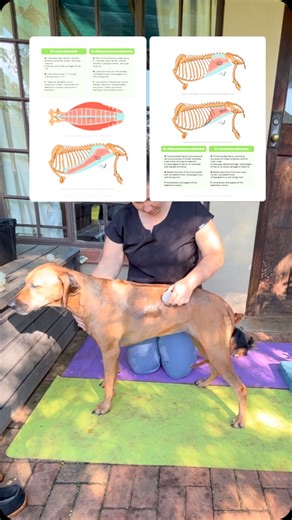 43 reactions · 4 comments | There are four muscles of the abdomen,...