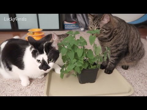 Cats Left Alone With A Catnip Plant - Cats Eating Catnip