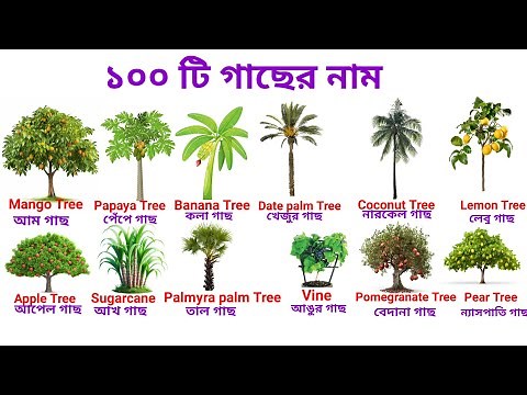 ১০০ টি গাছের নাম বাংলা ও ইংরেজিতে।100 Trees name in Bengali and English with pictures।Plants Name