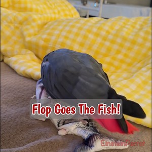 9.8K views · 809 reactions | Einstein the Talking Parrot is locked in...