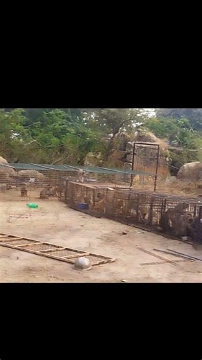 RK monkey catching #monkey #monkeycatching