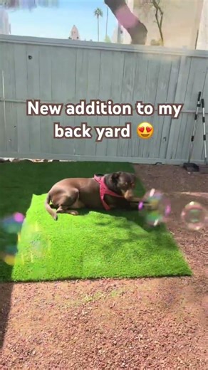 Back yard progress #dogmama #puppy #yard