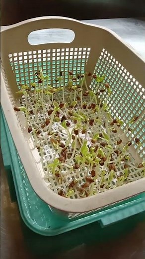 how to grow water spinach by hydroponic at home.