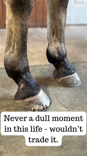 Horse Ripped Off a Shoe | Farrier Life Short