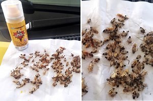 Man Shares Simple Yet Effective Way Of Killing All The Cockroaches In Your Car In Just One Night