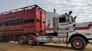 Live Exports Road Train Truck At Cattle Yard Stock Footage SBV-300365097 - Storyblocks