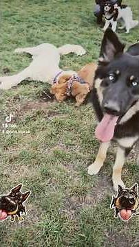 Who’s Winning This Crazy Dog Game? Nova or Her Friend? | Nova Blue UK