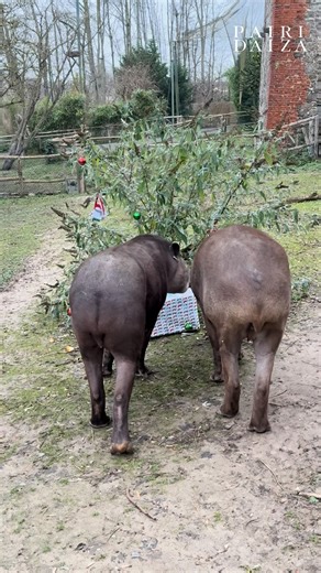 🎄 Les lutins ont laissé un cadeau sous le sapin… des tapirs ! 🎄 Avec leurs airs curieux et leur flair affûté, ils découvrent leurs enrichissements de Noël. Pas de doute, la magie des fêtes opère aussi pour eux 🎁✨ Qui a envie d’être aussi bien gâté ? Dites-nous en commentaire ce que vous aimeriez trouver sous votre sapin ! 🎅🎄 | Pairi Daiza