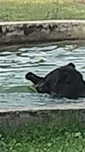 bhalu kaise naha rha h #nature #wildlife #wildanimals #forest #laxmibehera #ytshorts