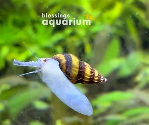 1.1K views |  Meet the Assassin Snail – the natural pest controller for your aquarium!  If you're struggling with an overpopulation of pest snails, these tiny predators are the perfect solution. They keep your tank balanced without harming fish or plants. ✨ Add them to your setup and watch them work their magic!  #assassinsnail #AquariumCare #blessingsaquarium #punefishkeepers #plantedaquarium #PlantBased | The blessings aquarium shoppe | Facebook