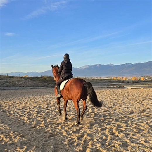 Walk half pass ➡️ canter half pass 💫 Every ride, Ready gives me his heart — and I give him my best. Love this horse and his incredible try. Ride it with me. 💛🐎 #HorseBond #HalfPass #DressageJourney #MasteryHorsemanship #ReadyTheHorse #TrustConnectionProgress #EquestrianLife #RidingGoals #HorseTraining #LibertyToRiding #HorseLovers | Mastery Horsemanship