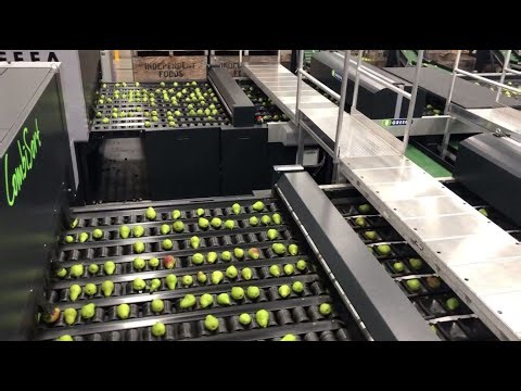 GREEFA Mount Adams aka Underwood CombiSort for pears