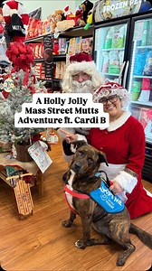 ✨A Very Holly Jolly Mass Street Mutts adventure with Cardi B! ✨ Santa and Mrs. Claus took time out of their incredibly busy schedules to spend the day with a wonderful dog named Cardi B! Her only wish for the holiday season is to get adopted 🥹 The Claus crew and their elves walked all around Downtown Lawrence with Cardi stopping at some of the wonderful businesses who support Lawrence Humane! She has the calmest demeanor, takes treats so gently, walks well on the leash, rides great in the car, 