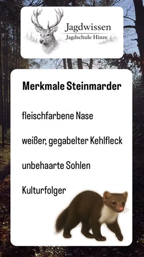 Jagdschule Hinze on Instagram: "Jagdwissen für die Jägerprüfung: Heute zum Thema Merkmale des Steinmarders. Speicher dir dieses Video für deine Jägerprüfung! #jagdwissen #jägerprüfung #marder #steinmarder #kehlfleck"