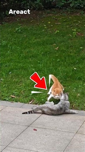 Why Cats Fight When They Meet - The Shocking Truth Behind Cat Behavior!
