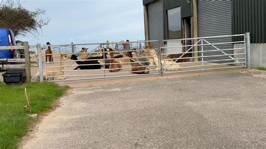 Araminta, pregnant to Harrison | Mullacott Alpacas