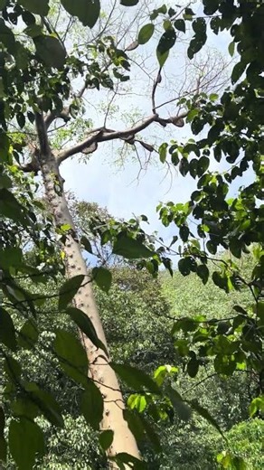 a tool for harvesting honey manually without any safety precautions #honey #real wild honey hunter