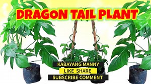 1.9K views · 80 reactions | Dragon Tail Plant #dragontail | Kabayang Manny | Facebook