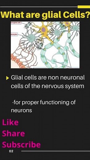 What are Glial cells? 6 Types of Glial cells