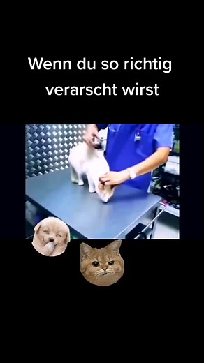 Der Blick der Katze: Wenn du so richtig verarscht wirst