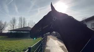 Change of scenery today 😊 5Star care by Greg as always ⭐️ | Daniel Coyle Showjumper