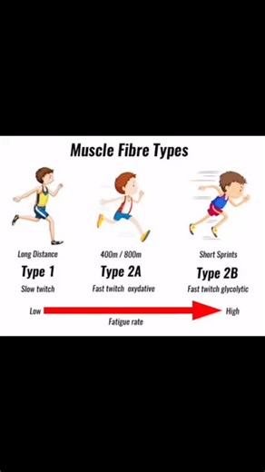 Not all muscle fibers are the same. And if you train them the same… you lose performance. 🔴 Type I (slow-twitch) Endurance, fatigue resistance. Swimming volume, long efforts, recovery capacity. 🟠 Type IIa (fast-oxidative) The hybrid fiber. Strength endurance. 👉 This fiber hypertrophies the most and dominates in real athletes. Key for soccer, basketball, swimming, combat sports. 🔥 Type IIb / IIx (fast-glycolytic) Max power. Max speed. Sprints, jumps, rugby, football, explosive actions. ⸻ Over