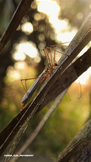 try this crane fly creative photography🌿🎯 #tutorial #beginnertips #shorts #ytshorts #viralvideo