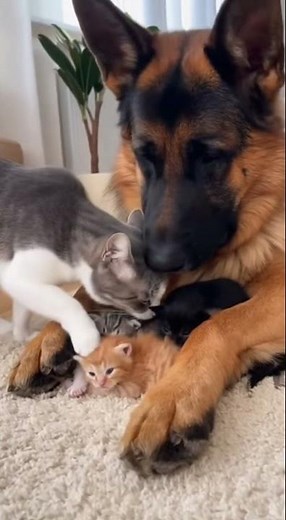German Shepherd Gently Licks the KittensWhile Mama Watches