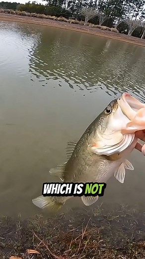 Bank Fishing for Monster Bass! | Kickin Their Bass TV