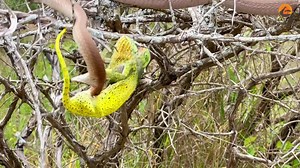Chameleon Bites Venomous Snake While Being Attacked_R | DepEd Tayo - Dinasan NHS - 303680