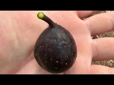 Growing Giant Figs on a Tiny Tree! + FIG Propagation Tips
