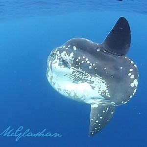 11K views · 508 reactions | Swimming with one of the biggest fish in the ocean- the sunfish! #experience #biggestfish #ocean #encounter #dangerous #almcglashan | Al McGlashan | Facebook