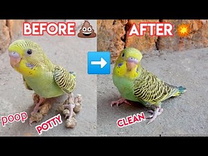 How to clean potty 💩 from your baby budgies parrot 🐦 feet 🦶