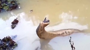 5.3K views · 36 reactions | Top 5 Shocking Fishing Moments. Be scared through the screen  | Physics Funny | Facebook