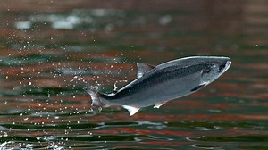How salmon collapse in Alaska's Yukon River is drastically changing Native ways of life
